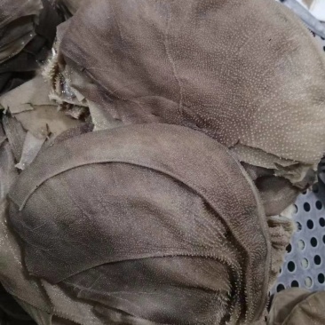 【精】黄牛大叶片牛毛肚，川渝地区合作火锅店一千余家