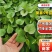 【基地直供】🇨🇳脱毒原原种秦薯五号红薯苗，短蔓型红薯