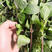 丁香罗勒种子食用西餐调料香草盆栽庭院基地品种