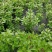 九层塔种子紫茎罗勒食用西餐调料香草盆栽庭院基地品种
