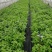 九层塔种子紫茎罗勒食用西餐调料香草盆栽庭院基地品种