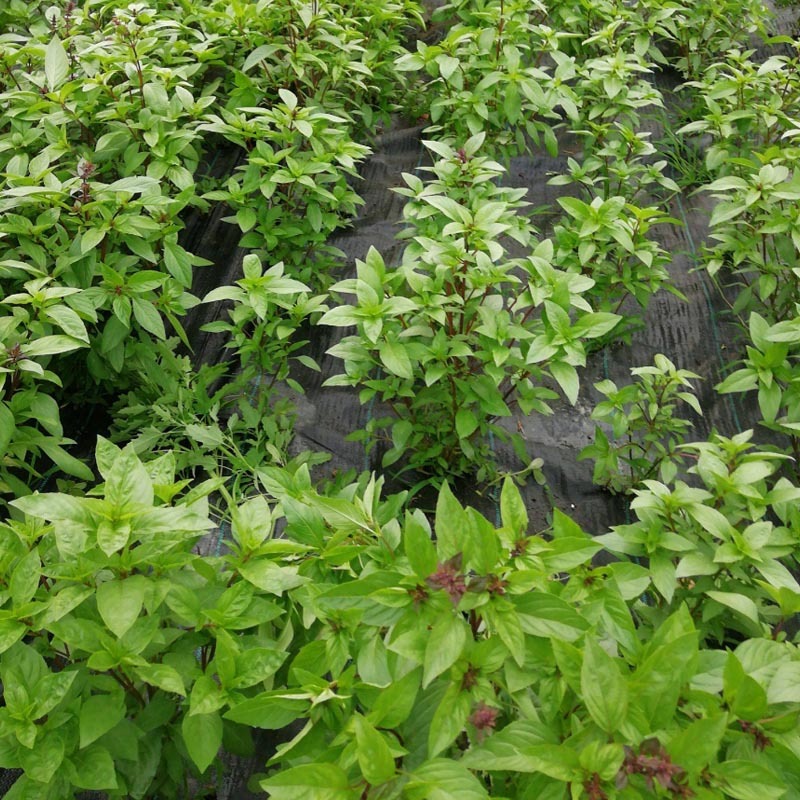 紫茎罗勒种子芳香植物香草西餐调料香草盆栽四季种九层塔