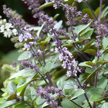 紫茎罗勒种子芳香植物香草西餐调料香草盆栽四季种植