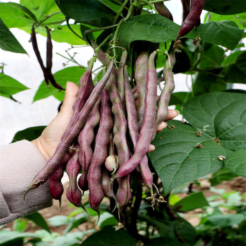 早熟九粒红豆角种子紫红架豆种子春秋芸豆种籽耐运输