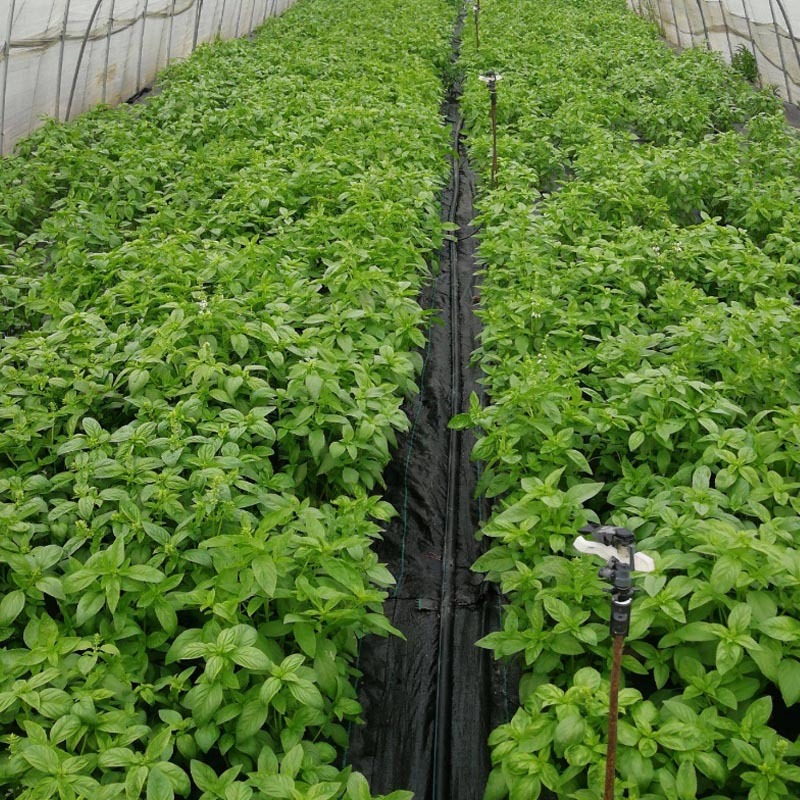 九层塔种子四季种植冬阴功汤炒花甲三杯鸡东南亚香料