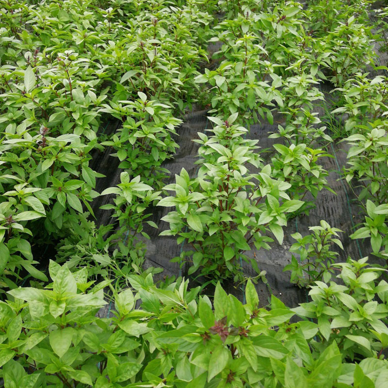 九层塔种子四季种植冬阴功汤炒花甲三杯鸡东南亚香料