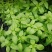 九层塔种子四季种植冬阴功汤炒花甲三杯鸡东南亚香料