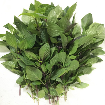 九层塔种子四季种植冬阴功汤炒花甲三杯鸡东南亚香料