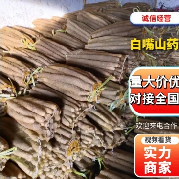 【小白嘴山药】优质供货，营养价值高可对接商超，市场，电商