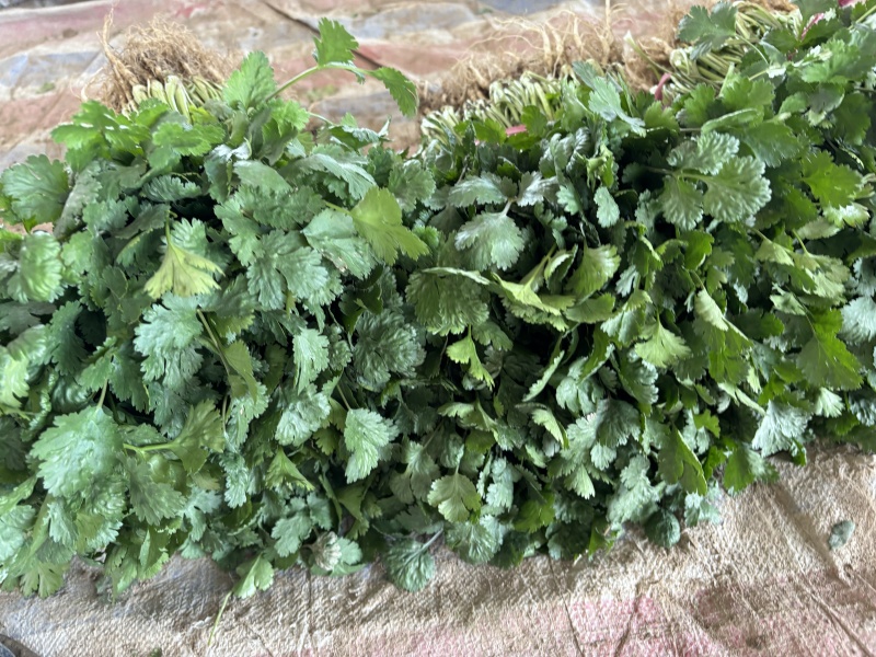 精品大叶香菜，产地直发全国发货一手货源价格优惠，对接全国