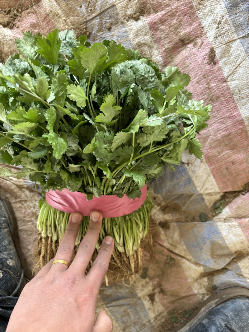 精品大叶香菜，产地直发全国发货一手货源价格优惠，对接全国