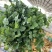 精品大叶香菜，产地直发全国发货一手货源价格优惠，对接全国