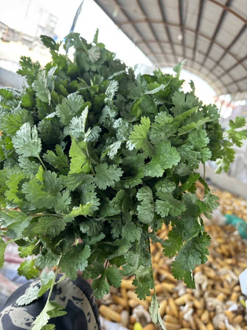 精品大叶香菜，产地直发全国发货一手货源价格优惠，对接全国