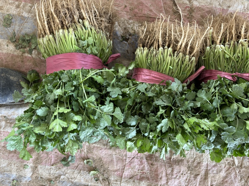 精品大叶香菜，产地直发全国发货一手货源价格优惠，对接全国