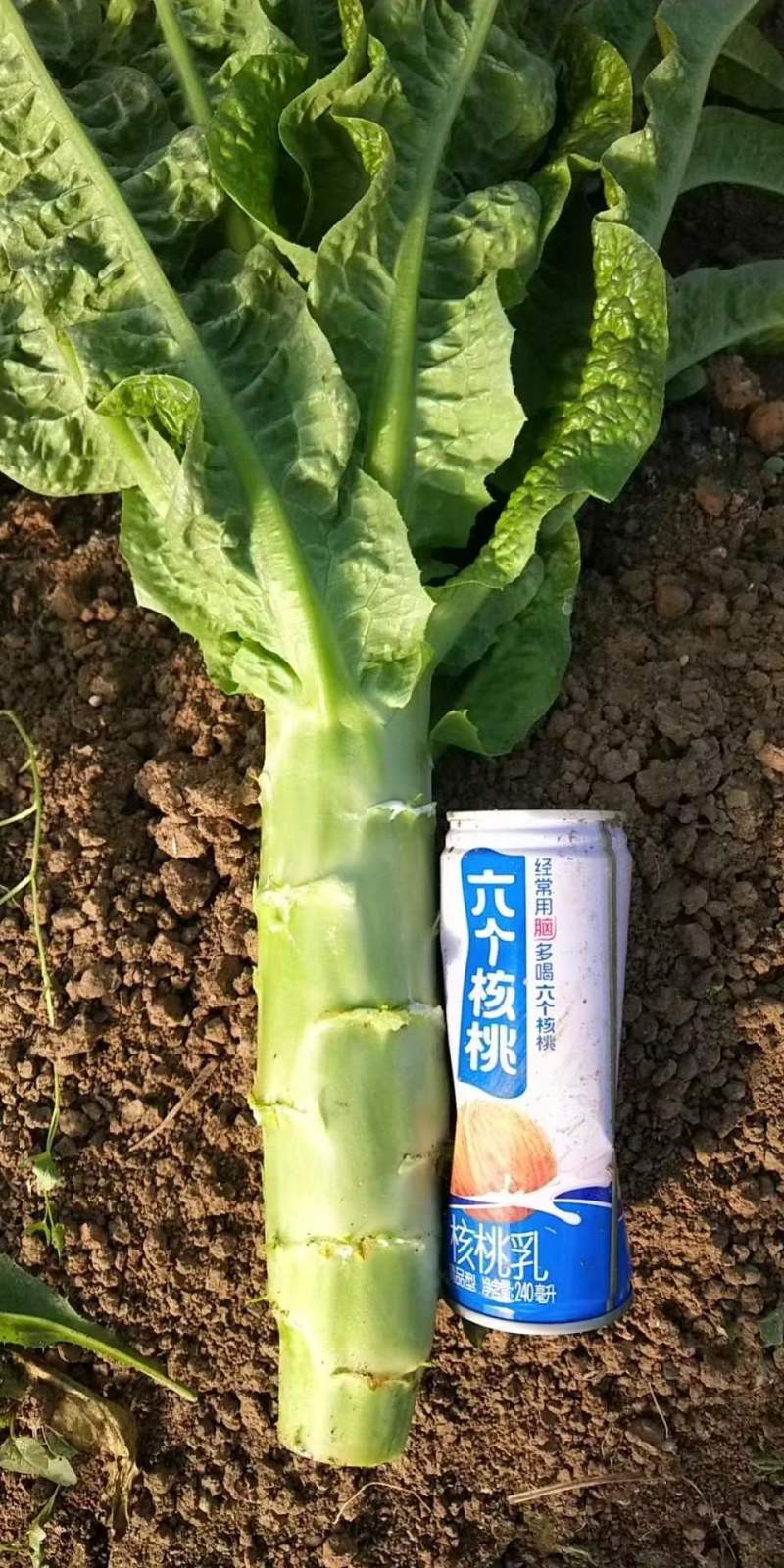 【新鲜莴苣】山东三青莴苣大量上市欢迎老板【前来咨询】