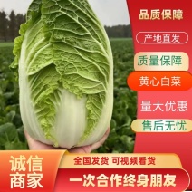 山东兰陵县精品黄心大白菜质量好价格优欢迎新老客户前来选购