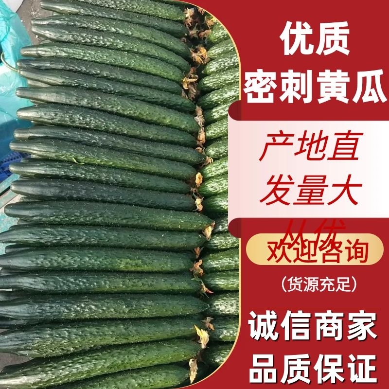 精品暖棚密刺黄瓜产地直发欢迎来电咨询看货