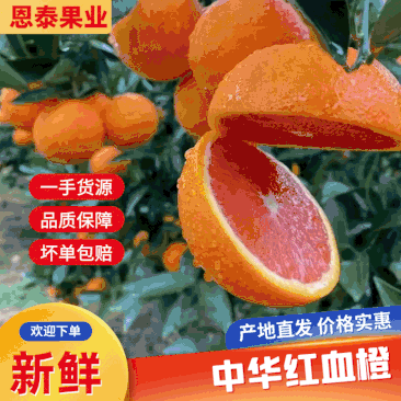 【好货推荐】血橙中华红产地一手货果园看果品质保证量大从优