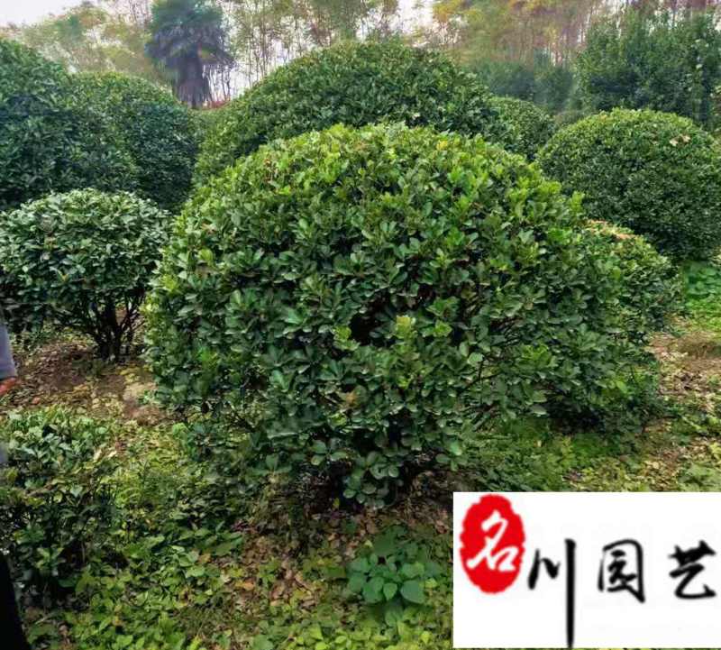 大叶黄杨球1-2米特惠批发精品大叶黄杨球量大优惠