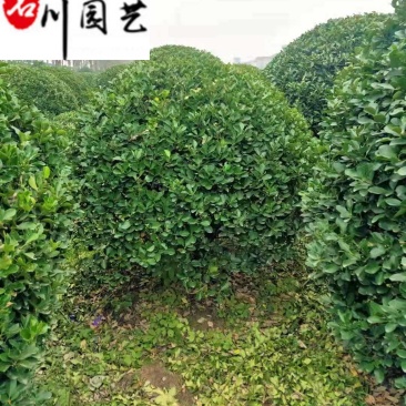 大叶黄杨球1-2米特惠批发精品大叶黄杨球量大优惠