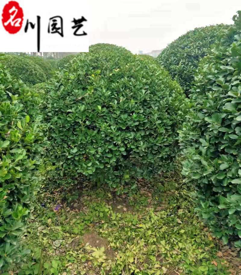 大叶黄杨球1-2米特惠批发精品大叶黄杨球量大优惠