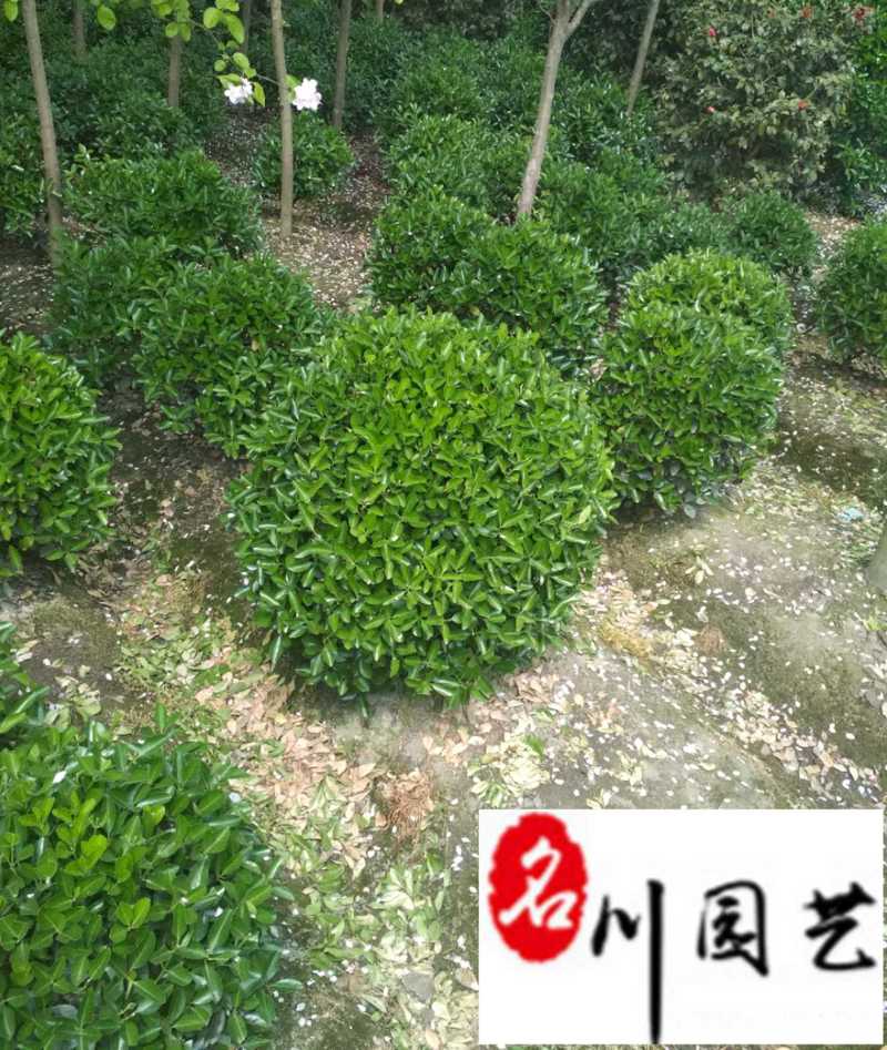 大叶黄杨球1-2米特惠批发精品大叶黄杨球量大优惠