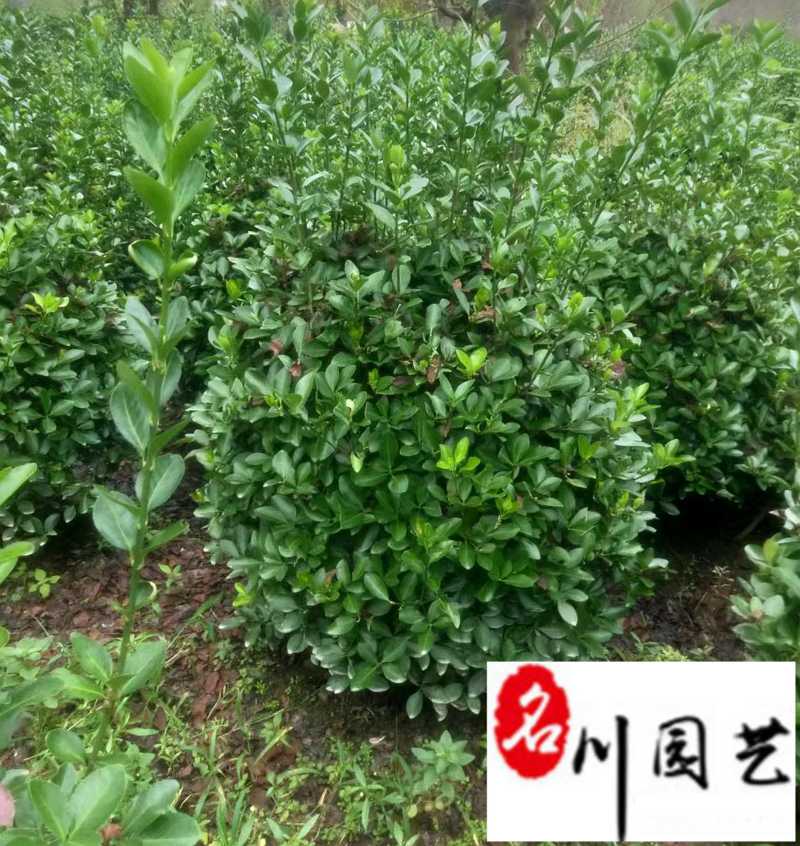 大叶黄杨球1-2米特惠批发精品大叶黄杨球量大优惠