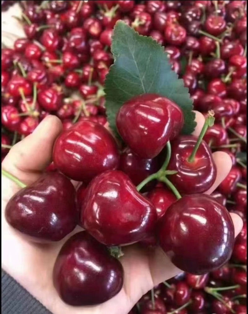山东红灯大樱桃美早樱桃大量上市可对接商超欢迎咨询