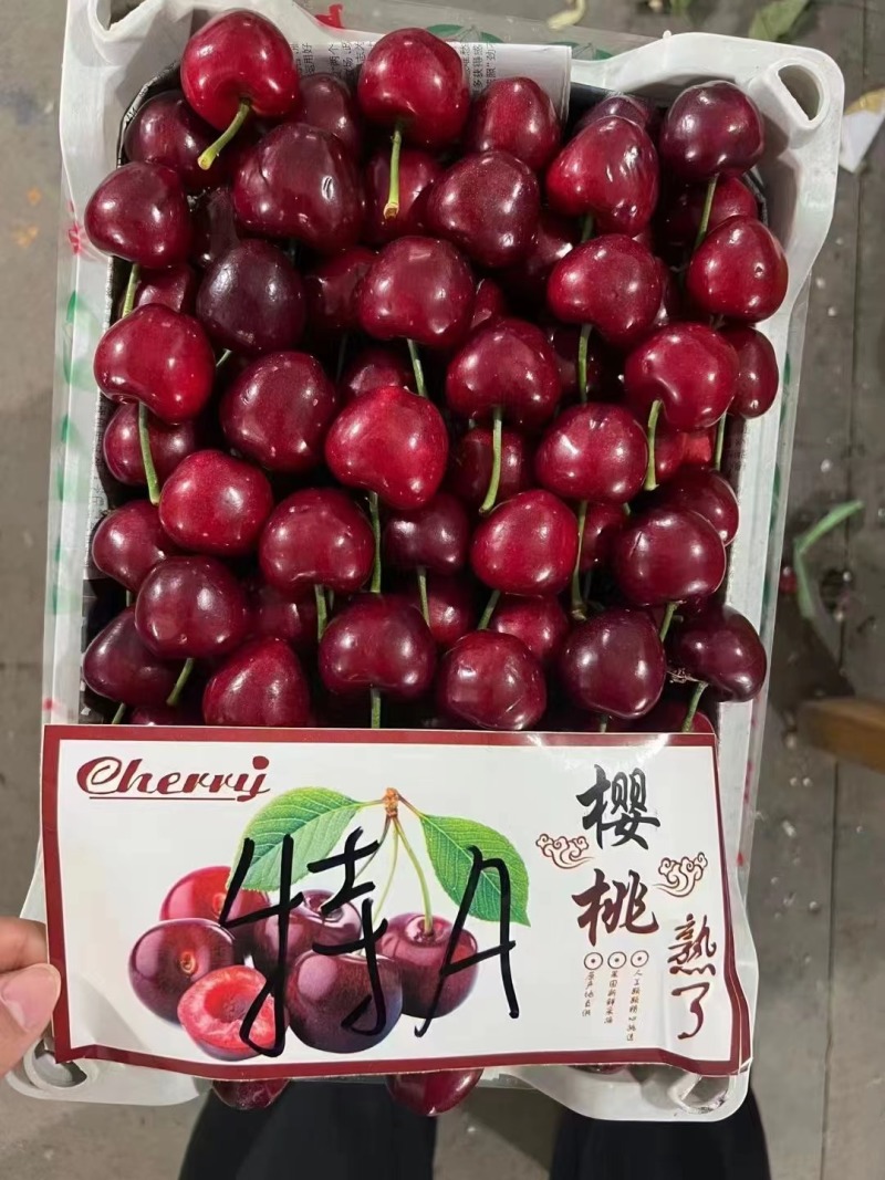 山东红灯大樱桃美早樱桃大量上市可对接商超欢迎咨询