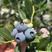 精品h5蓝莓蓝莓大量上市品质保证全国可发货
