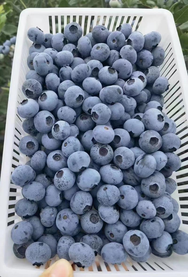 精品h5蓝莓蓝莓大量上市品质保证全国可发货