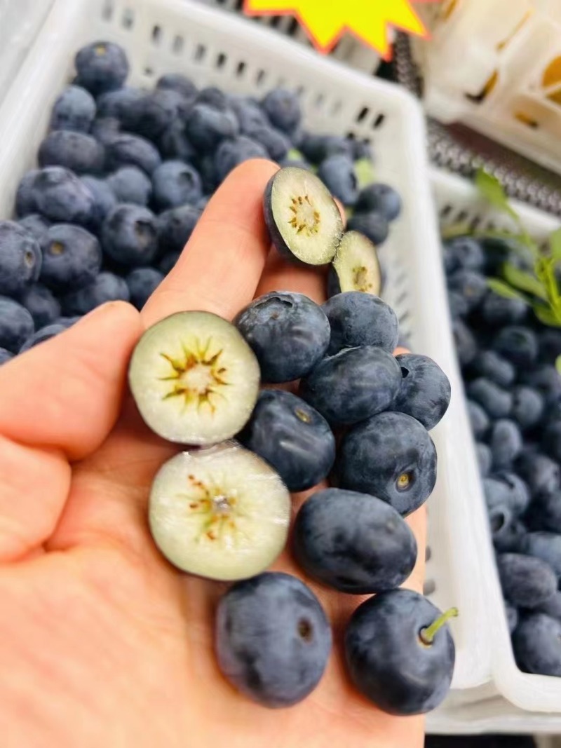 精品h5蓝莓蓝莓大量上市品质保证全国可发货