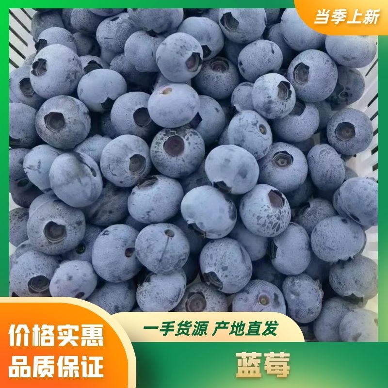 精品h5蓝莓蓝莓大量上市品质保证全国可发货