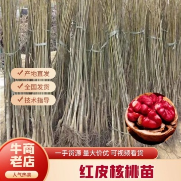 红仁核桃苗，红皮核桃苗，美国红仁核桃树苗，紫皮核桃苗