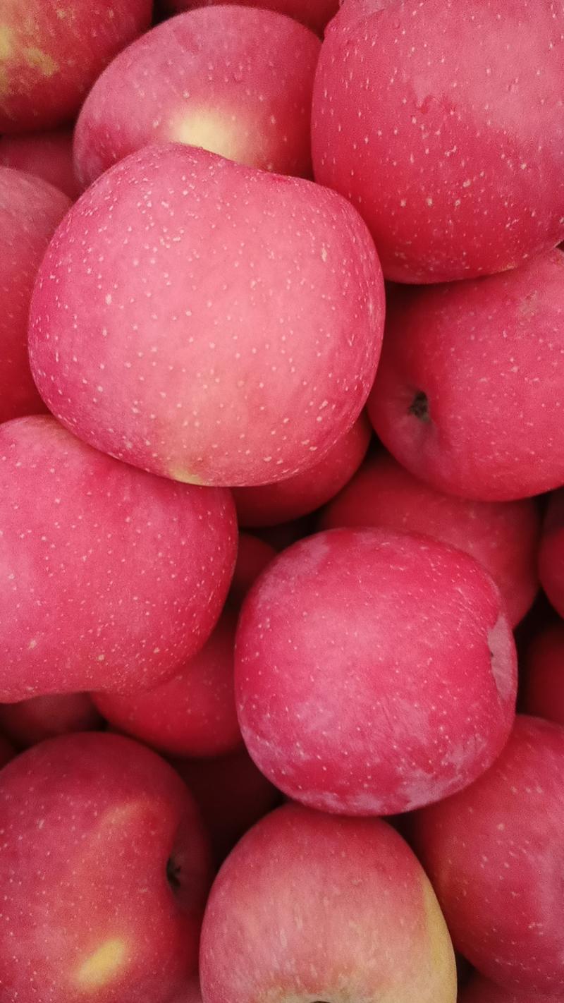 【砀山红富士苹果】量大价优脆甜可口可对接商超市场电商平台