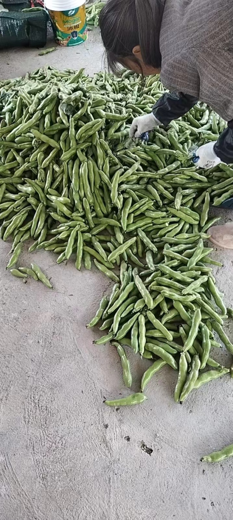 【实力精品蚕豆一手货源产地直发可供商超市场批