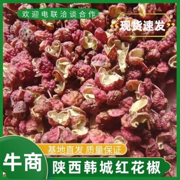 红花椒陕西韩城基地直发货源充足质美价优支持零售/批发