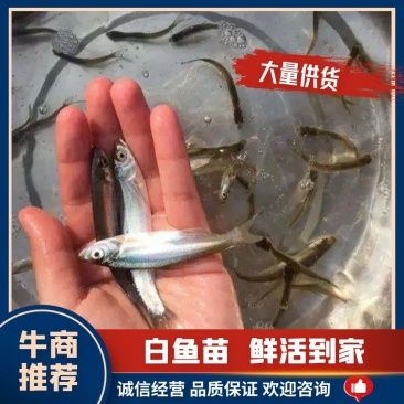 翘嘴鱼苗\翘嘴红鲌鱼苗\健康\苗场供应/全国发货翘嘴白