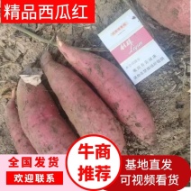 精品西瓜红红薯大量上市品质保证量大从优欢迎