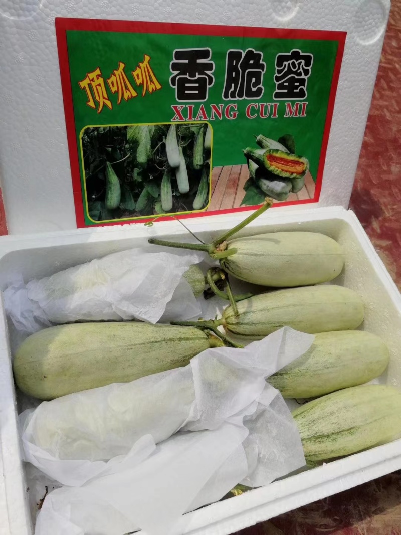 【实力商家】山东聊城羊角蜜甜瓜香酥可口供应市场商超电商
