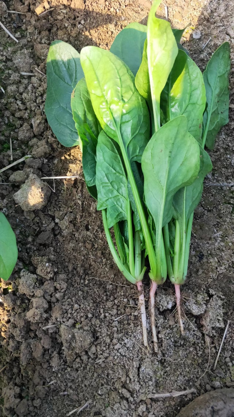 【一手货源】精品优质菠菜，现挖现发，货源充足，产地直发