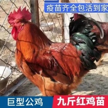 正宗红玉鸡苗