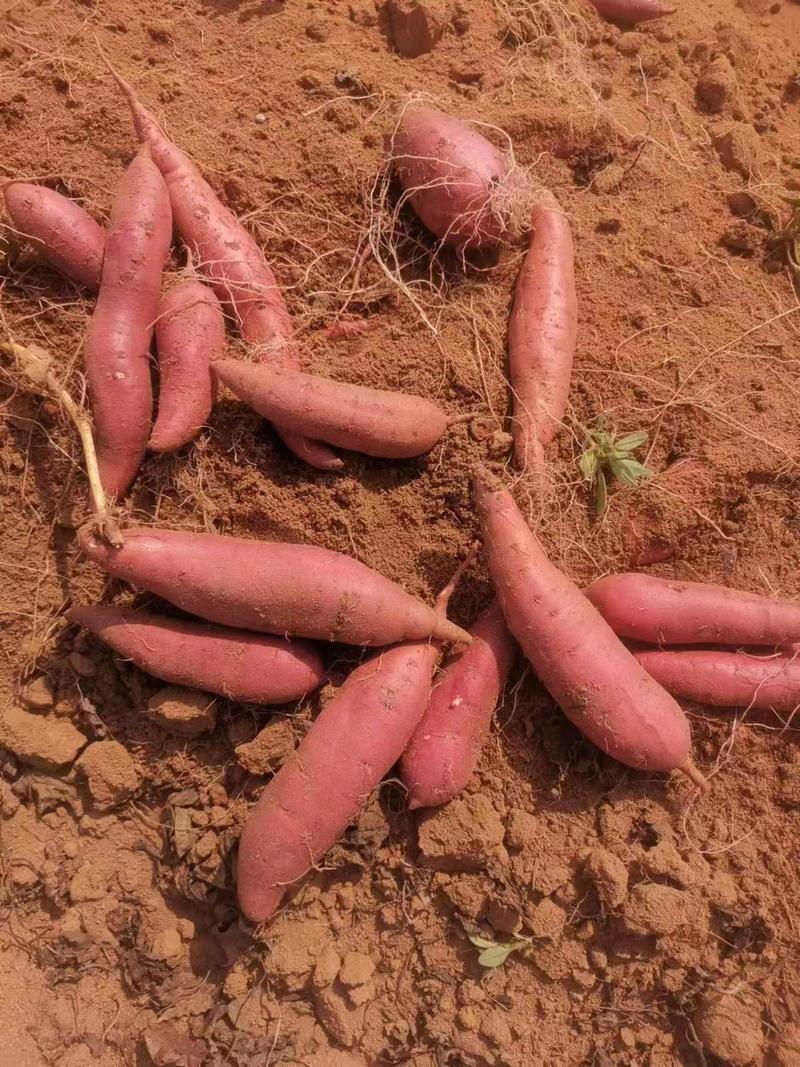 万亩红薯基地西瓜红红薯大量供应产地直发可对接市场商超电商