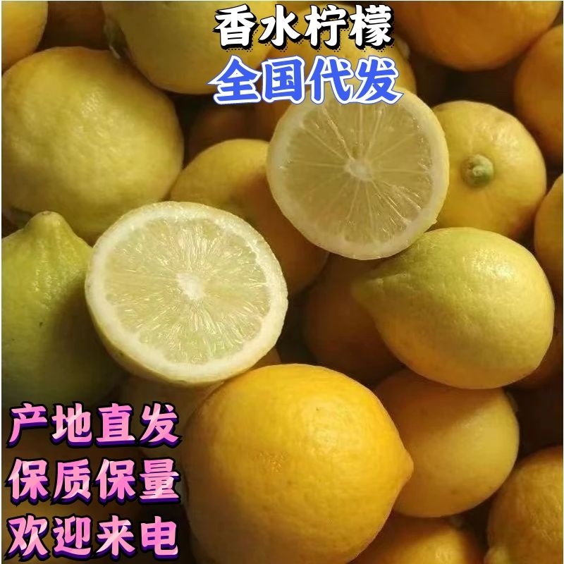【万亩鲜柠】香水柠檬优质供货产地直发可对接商超奶茶店价优