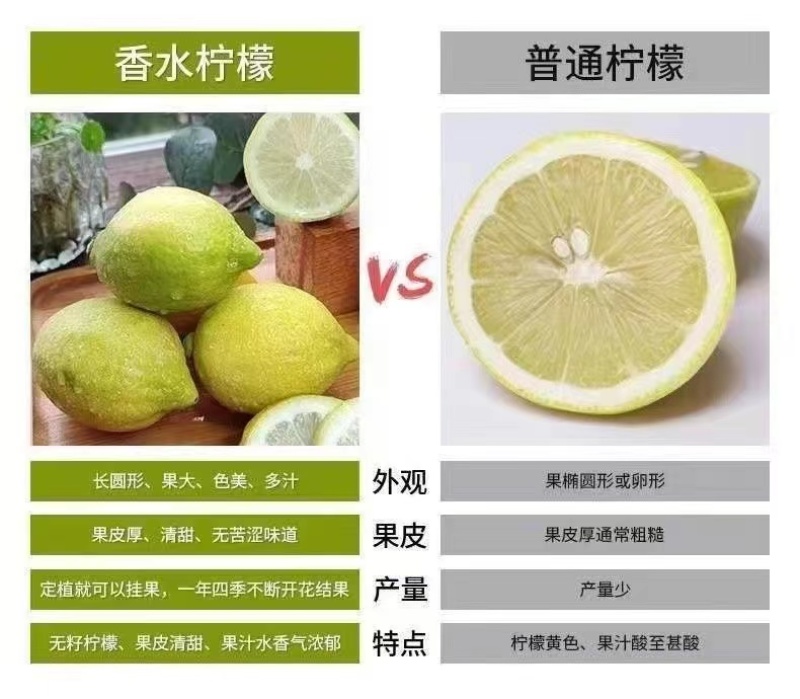 【一件代发】优质供货，香水柠檬，无籽多汁，全国代发，价优