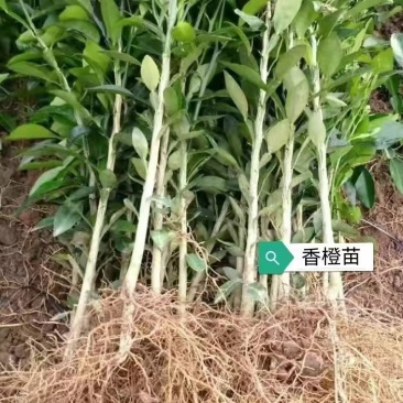 优质香橙砧木苗小叶软枝香橙苗香橙小苗嫁接专用苗香橙实生苗