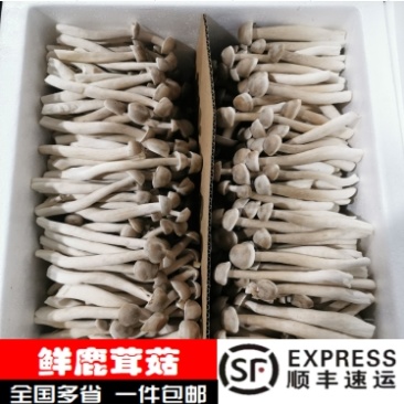 【优质精品】新鲜瓶栽鹿茸菇/产地直发/一件代发