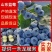 山东蓝莓F6L25瑞卡25蓝莓全承接电商