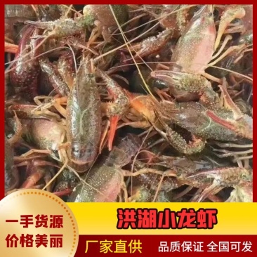 小龙虾潜江小龙虾，红虾靓，质量保证。