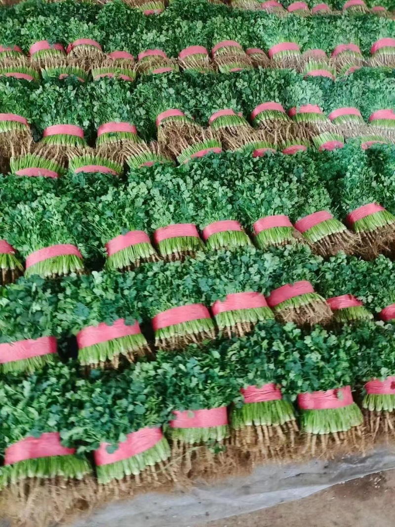 精品大叶香菜产地直供价格优惠对接商超批发商线下档口